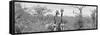 Awesome South Africa Collection Panoramic - Pair of Giraffes B&W-Philippe Hugonnard-Framed Stretched Canvas