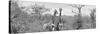 Awesome South Africa Collection Panoramic - Pair of Giraffes B&W-Philippe Hugonnard-Stretched Canvas