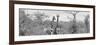 Awesome South Africa Collection Panoramic - Pair of Giraffes B&W-Philippe Hugonnard-Framed Photographic Print