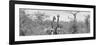 Awesome South Africa Collection Panoramic - Pair of Giraffes B&W-Philippe Hugonnard-Framed Photographic Print