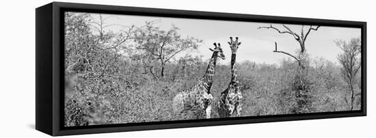 Awesome South Africa Collection Panoramic - Pair of Giraffes B&W-Philippe Hugonnard-Framed Stretched Canvas