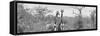 Awesome South Africa Collection Panoramic - Pair of Giraffes B&W-Philippe Hugonnard-Framed Stretched Canvas
