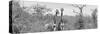 Awesome South Africa Collection Panoramic - Pair of Giraffes B&W-Philippe Hugonnard-Stretched Canvas