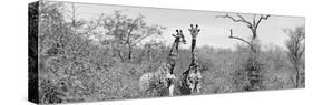 Awesome South Africa Collection Panoramic - Pair of Giraffes B&W-Philippe Hugonnard-Stretched Canvas