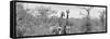 Awesome South Africa Collection Panoramic - Pair of Giraffes B&W-Philippe Hugonnard-Framed Stretched Canvas