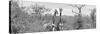 Awesome South Africa Collection Panoramic - Pair of Giraffes B&W-Philippe Hugonnard-Stretched Canvas