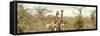 Awesome South Africa Collection Panoramic - Pair of Giraffes II-Philippe Hugonnard-Framed Stretched Canvas