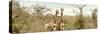 Awesome South Africa Collection Panoramic - Pair of Giraffes II-Philippe Hugonnard-Stretched Canvas