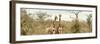 Awesome South Africa Collection Panoramic - Pair of Giraffes II-Philippe Hugonnard-Framed Photographic Print