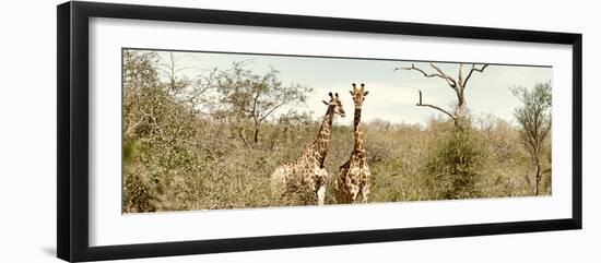 Awesome South Africa Collection Panoramic - Pair of Giraffes II-Philippe Hugonnard-Framed Photographic Print