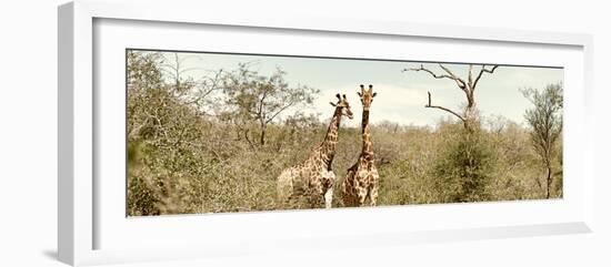 Awesome South Africa Collection Panoramic - Pair of Giraffes II-Philippe Hugonnard-Framed Photographic Print