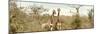 Awesome South Africa Collection Panoramic - Pair of Giraffes II-Philippe Hugonnard-Mounted Photographic Print