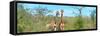 Awesome South Africa Collection Panoramic - Pair of Giraffes-Philippe Hugonnard-Framed Stretched Canvas