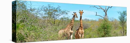 Awesome South Africa Collection Panoramic - Pair of Giraffes-Philippe Hugonnard-Stretched Canvas