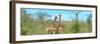 Awesome South Africa Collection Panoramic - Pair of Giraffes-Philippe Hugonnard-Framed Photographic Print