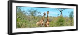 Awesome South Africa Collection Panoramic - Pair of Giraffes-Philippe Hugonnard-Framed Photographic Print