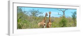 Awesome South Africa Collection Panoramic - Pair of Giraffes-Philippe Hugonnard-Framed Photographic Print