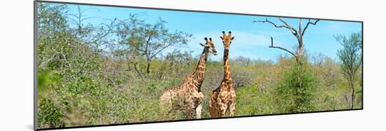 Awesome South Africa Collection Panoramic - Pair of Giraffes-Philippe Hugonnard-Mounted Photographic Print