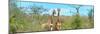 Awesome South Africa Collection Panoramic - Pair of Giraffes-Philippe Hugonnard-Mounted Photographic Print