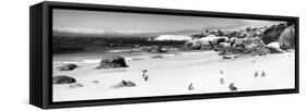 Awesome South Africa Collection Panoramic - Penguins at Boulders Beach B&W-Philippe Hugonnard-Framed Stretched Canvas