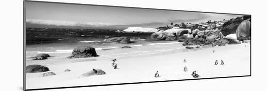 Awesome South Africa Collection Panoramic - Penguins at Boulders Beach B&W-Philippe Hugonnard-Mounted Photographic Print