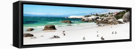 Awesome South Africa Collection Panoramic - Penguins at Boulders Beach II-Philippe Hugonnard-Framed Stretched Canvas