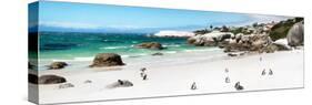 Awesome South Africa Collection Panoramic - Penguins at Boulders Beach II-Philippe Hugonnard-Stretched Canvas