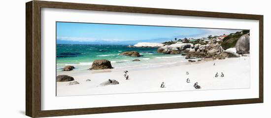 Awesome South Africa Collection Panoramic - Penguins at Boulders Beach II-Philippe Hugonnard-Framed Photographic Print