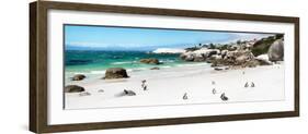 Awesome South Africa Collection Panoramic - Penguins at Boulders Beach II-Philippe Hugonnard-Framed Photographic Print