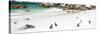 Awesome South Africa Collection Panoramic - Penguins at Boulders Beach-Philippe Hugonnard-Stretched Canvas