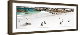 Awesome South Africa Collection Panoramic - Penguins at Boulders Beach-Philippe Hugonnard-Framed Photographic Print