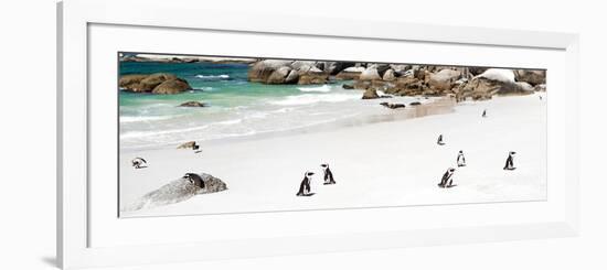 Awesome South Africa Collection Panoramic - Penguins at Boulders Beach-Philippe Hugonnard-Framed Photographic Print