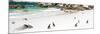 Awesome South Africa Collection Panoramic - Penguins at Boulders Beach-Philippe Hugonnard-Mounted Photographic Print