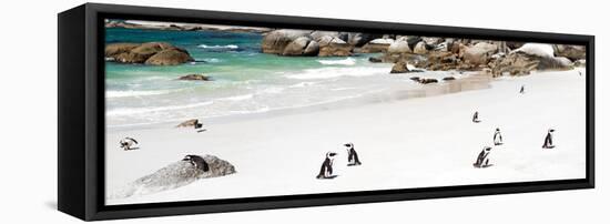 Awesome South Africa Collection Panoramic - Penguins at Boulders Beach-Philippe Hugonnard-Framed Stretched Canvas