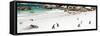 Awesome South Africa Collection Panoramic - Penguins at Boulders Beach-Philippe Hugonnard-Framed Stretched Canvas