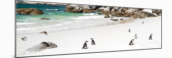 Awesome South Africa Collection Panoramic - Penguins at Boulders Beach-Philippe Hugonnard-Mounted Photographic Print