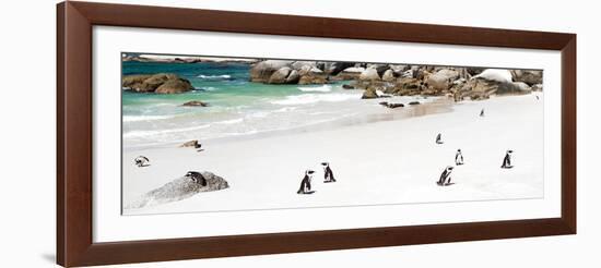 Awesome South Africa Collection Panoramic - Penguins at Boulders Beach-Philippe Hugonnard-Framed Photographic Print