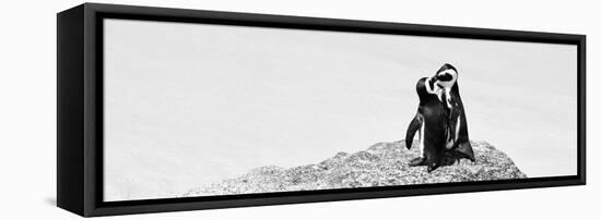 Awesome South Africa Collection Panoramic - Penguins Kissing B&W-Philippe Hugonnard-Framed Stretched Canvas