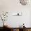 Awesome South Africa Collection Panoramic - Penguins Kissing B&W-Philippe Hugonnard-Stretched Canvas displayed on a wall