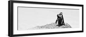 Awesome South Africa Collection Panoramic - Penguins Kissing B&W-Philippe Hugonnard-Framed Photographic Print