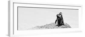 Awesome South Africa Collection Panoramic - Penguins Kissing B&W-Philippe Hugonnard-Framed Photographic Print