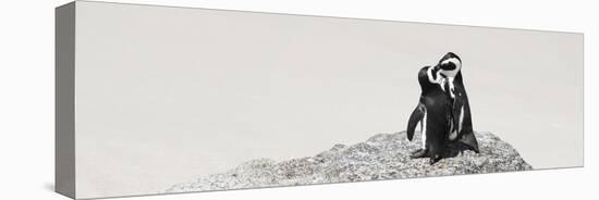 Awesome South Africa Collection Panoramic - Penguins Kissing-Philippe Hugonnard-Stretched Canvas