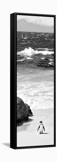 Awesome South Africa Collection Panoramic - Penguins on the Beach B&W-Philippe Hugonnard-Framed Stretched Canvas