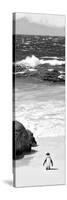 Awesome South Africa Collection Panoramic - Penguins on the Beach B&W-Philippe Hugonnard-Stretched Canvas