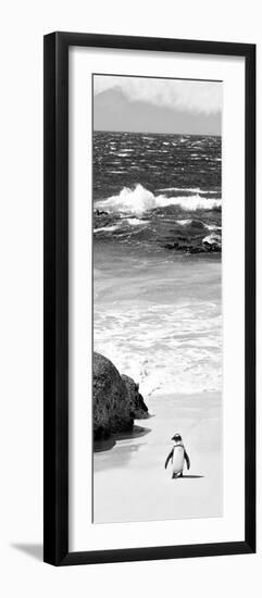 Awesome South Africa Collection Panoramic - Penguins on the Beach B&W-Philippe Hugonnard-Framed Photographic Print