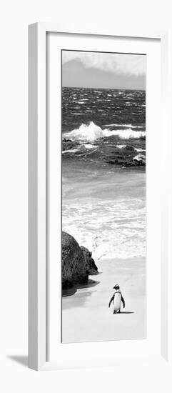 Awesome South Africa Collection Panoramic - Penguins on the Beach B&W-Philippe Hugonnard-Framed Photographic Print