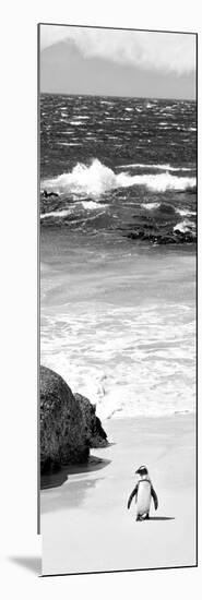 Awesome South Africa Collection Panoramic - Penguins on the Beach B&W-Philippe Hugonnard-Mounted Photographic Print