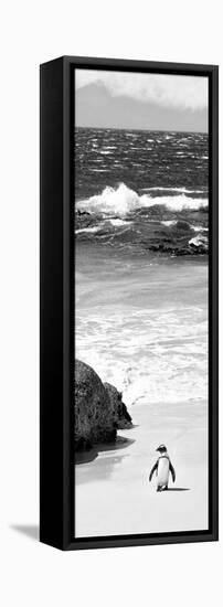 Awesome South Africa Collection Panoramic - Penguins on the Beach B&W-Philippe Hugonnard-Framed Stretched Canvas