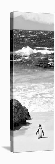 Awesome South Africa Collection Panoramic - Penguins on the Beach B&W-Philippe Hugonnard-Stretched Canvas