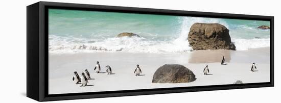 Awesome South Africa Collection Panoramic - Penguins on the Beach II-Philippe Hugonnard-Framed Stretched Canvas